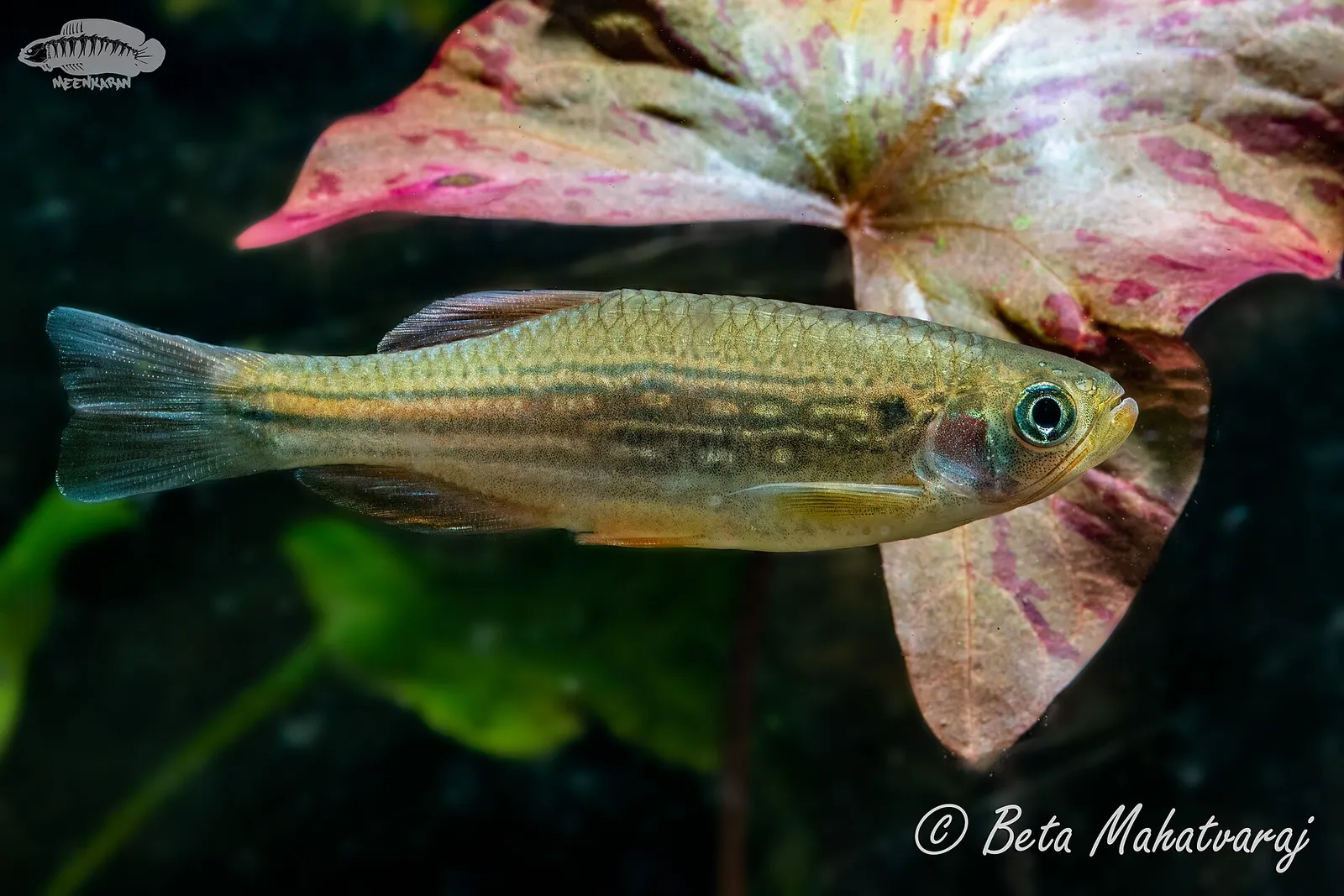 Moustached danio (Danio dangila)
