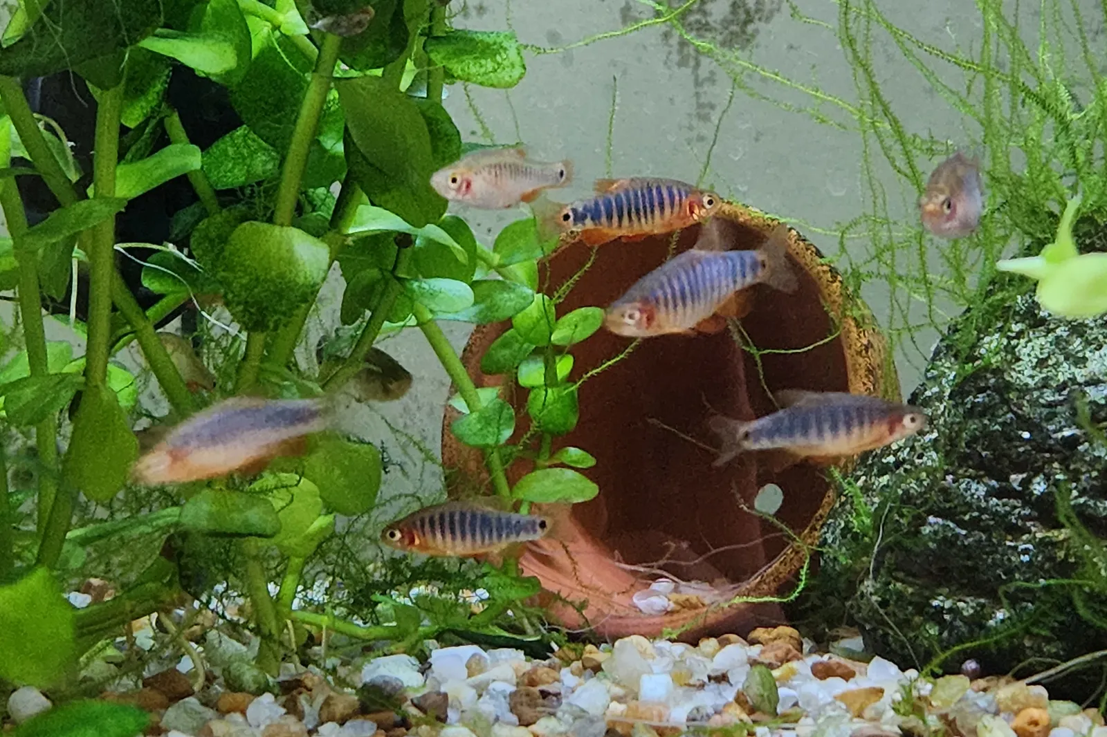 Emerald dwarf danio (Danio erythromicron)