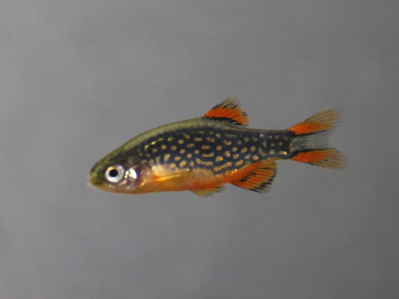 Celestial pearl danio (Danio margaritatus)