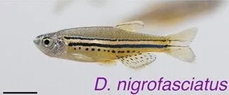 Dwarf spotted danio (Danio nigrofasciatus)
