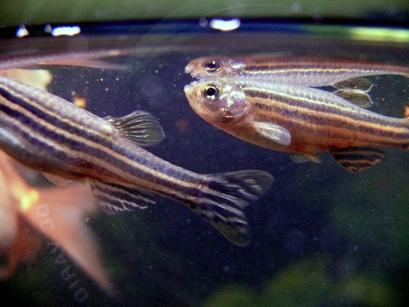 Zebra danio (Danio rerio)