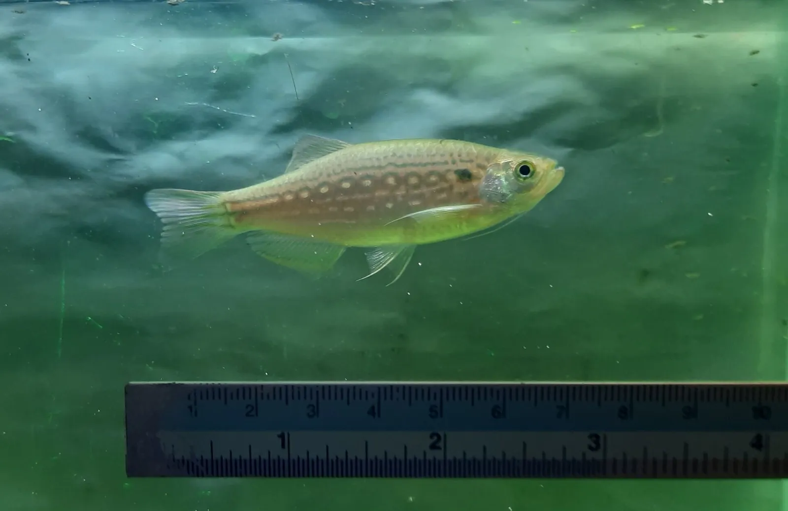 Chain danio (Danio sysphigmatus)