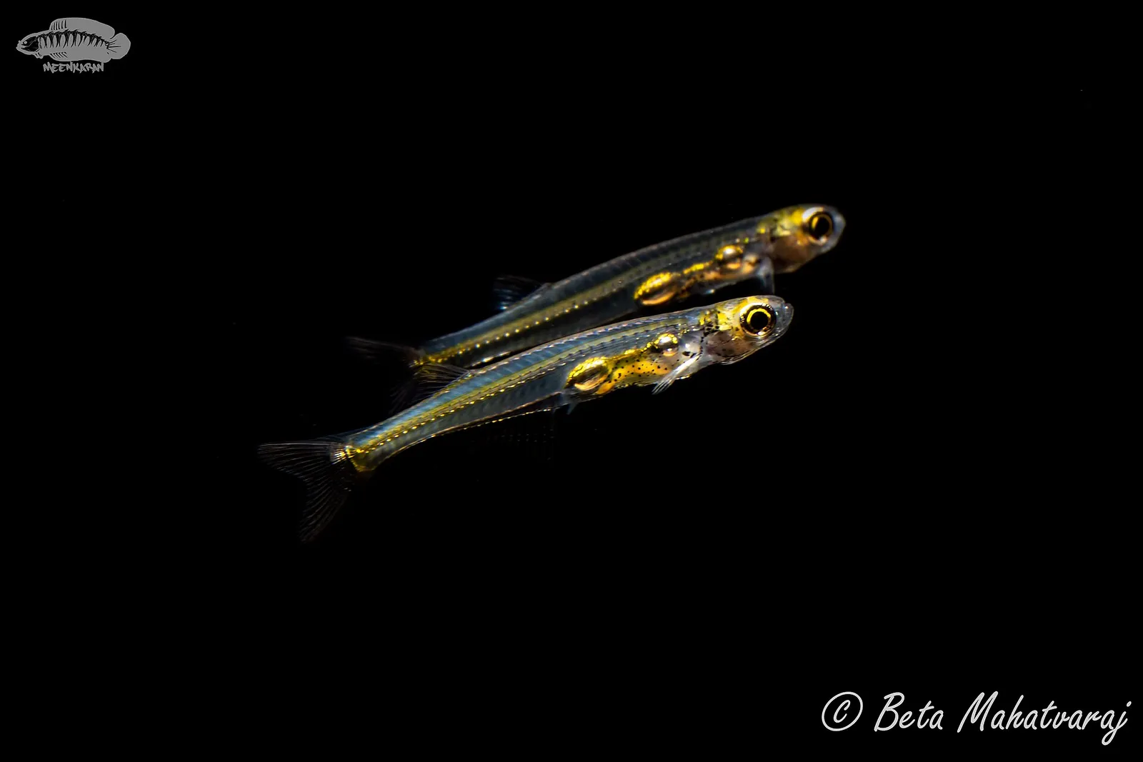 Danionella priapus