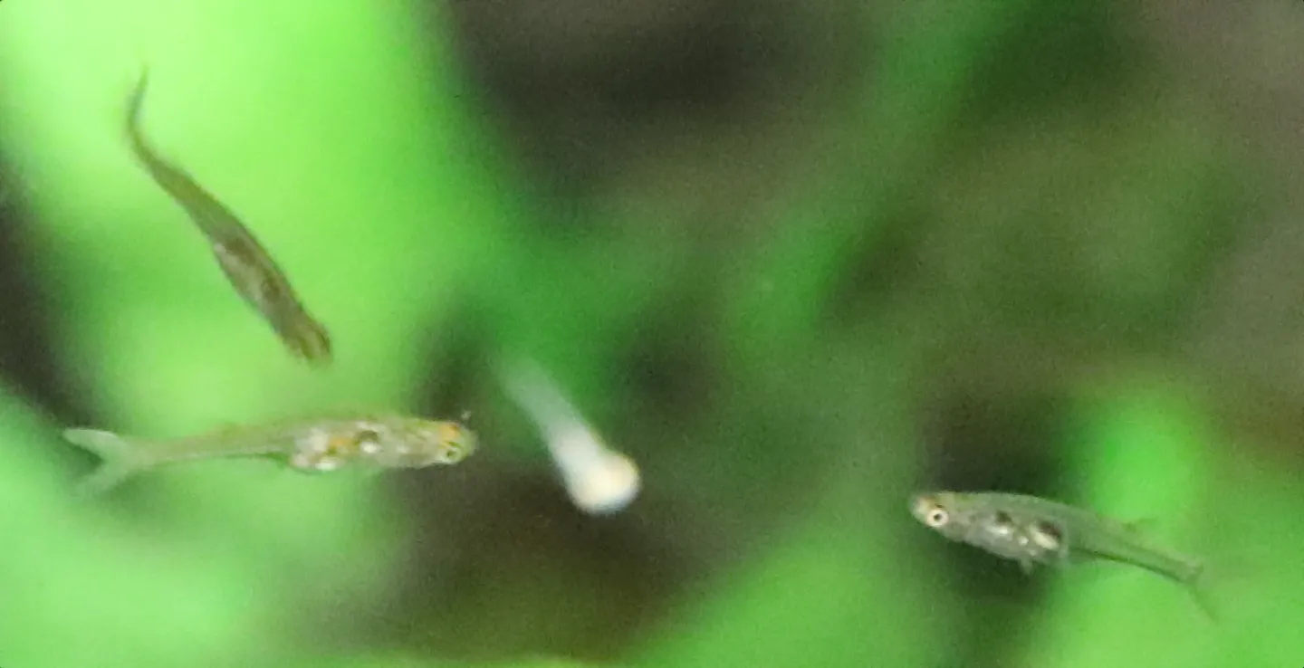 Glassy danio (Danionella translucida)