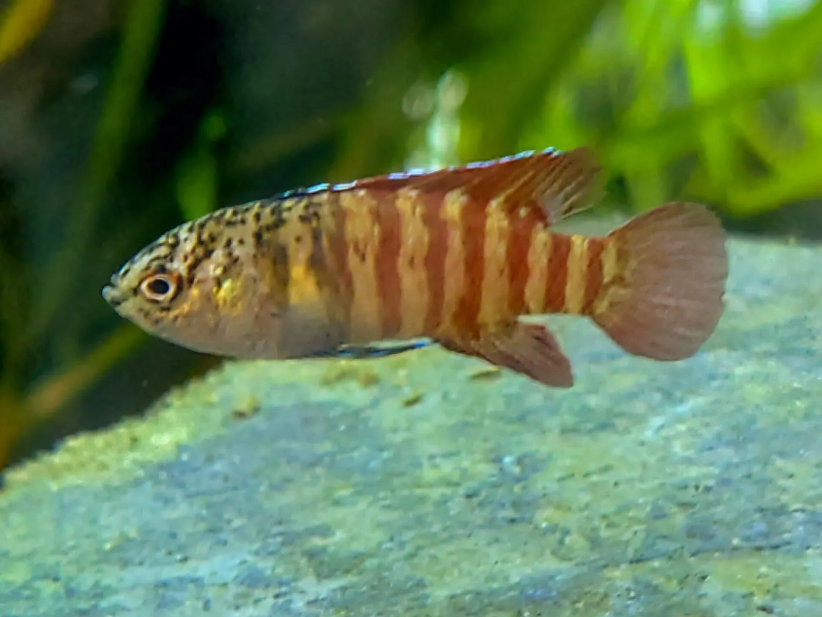 Dario tigris