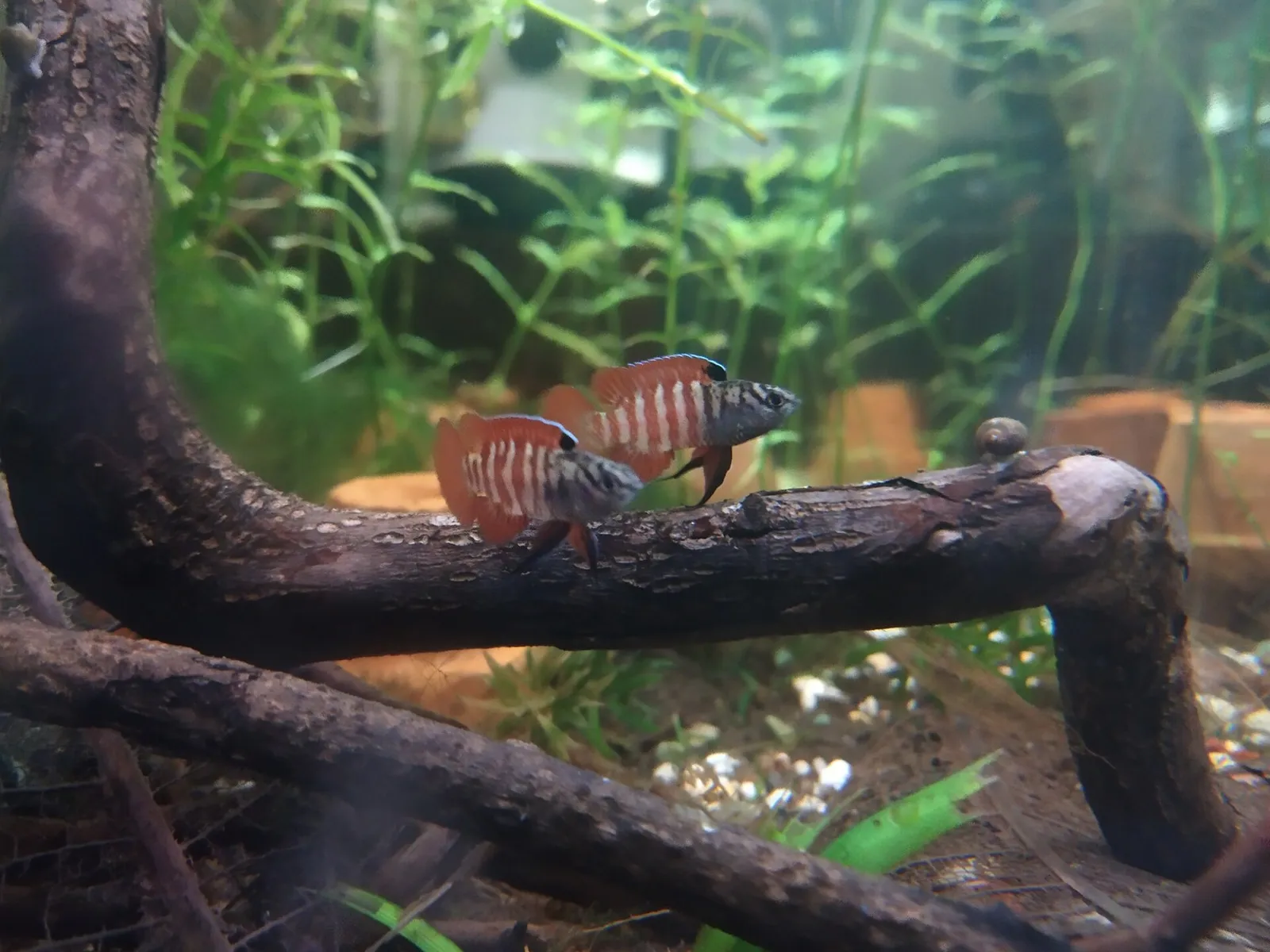 Dario tigris