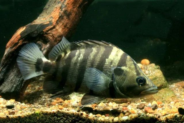 Four-barred tigerfish (Datnioides polota)
