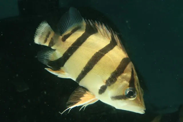Mekong tigerfish (Datnioides undecimradiatus)