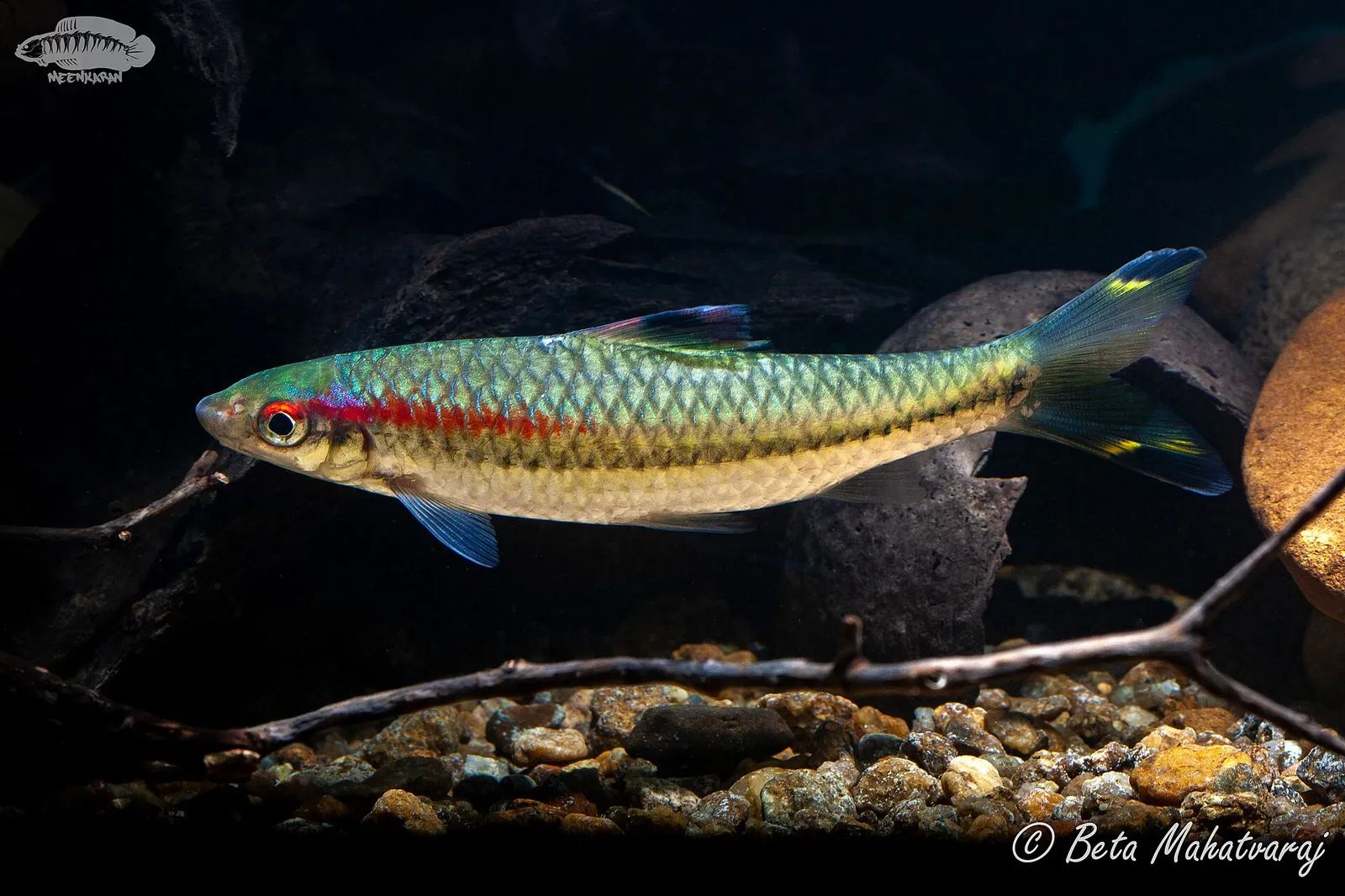 Chalakkudi barb (Dawkinsia chalakkudiensis)