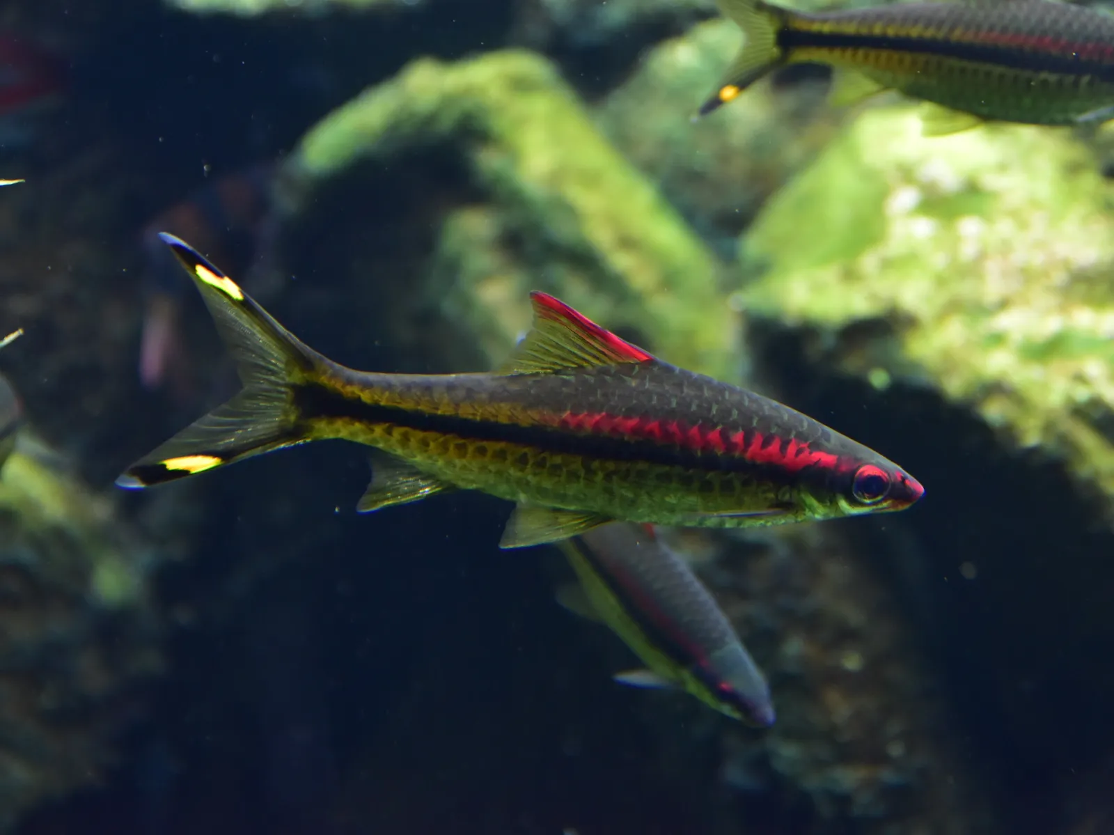 Denison barb (Dawkinsia denisonii)