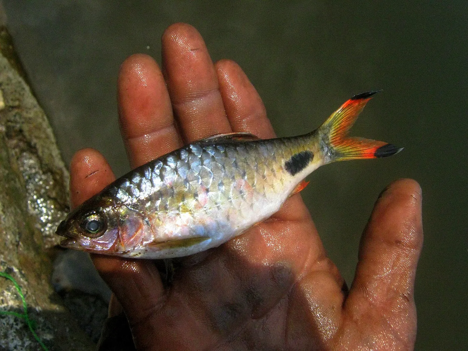 Filament barb (Dawkinsia filamentosa)