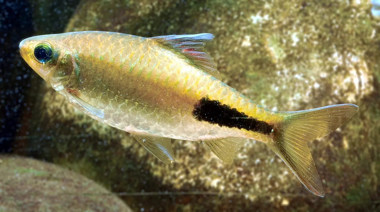 Rohan's barb (Dawkinsia rohani)