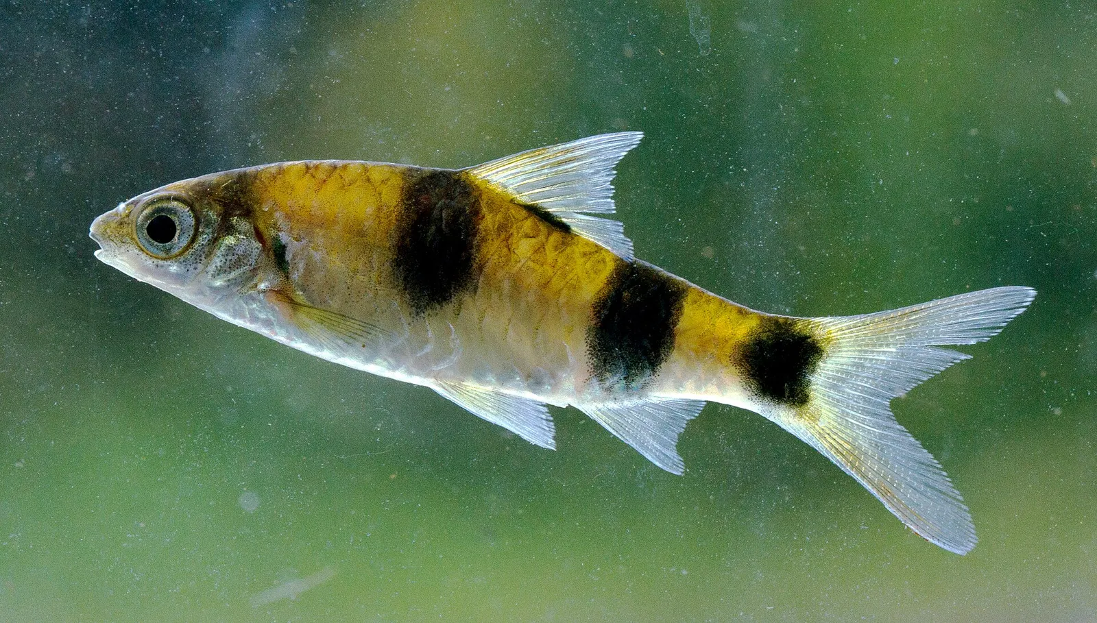 Blotched filament barb (Dawkinsia srilankensis)