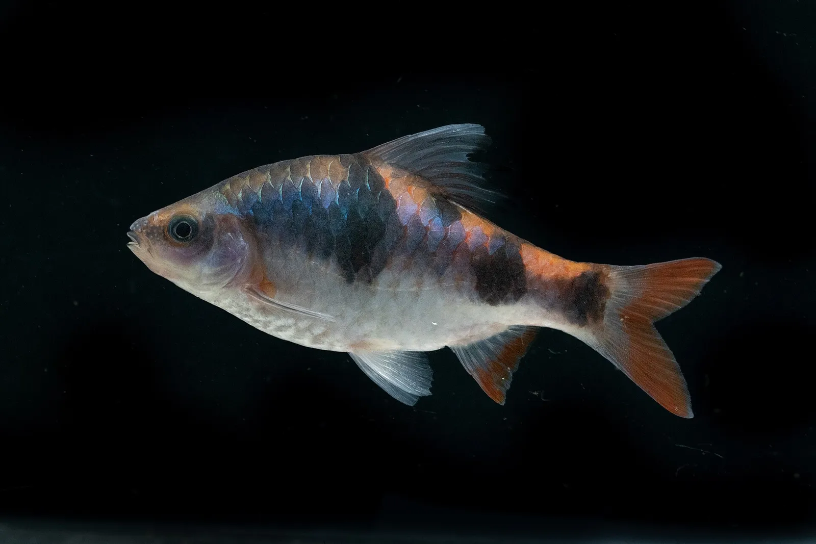 Tambraparni barb (Dawkinsia tambraparniei)