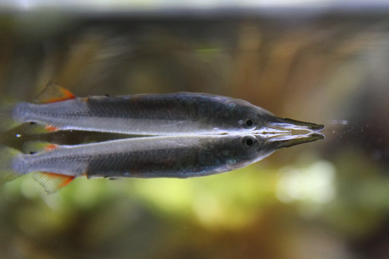 Wrestling halfbeak (Dermogenys pusilla)