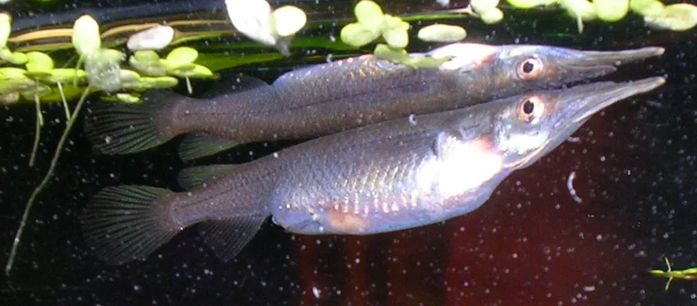 Sumatran Halfbeak (Dermogenys sumatrana)