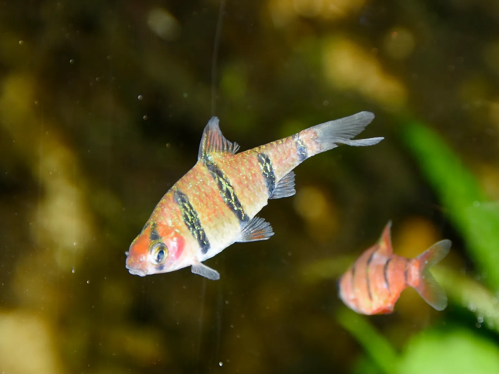 Fiveband barb (Desmopuntius pentazona)