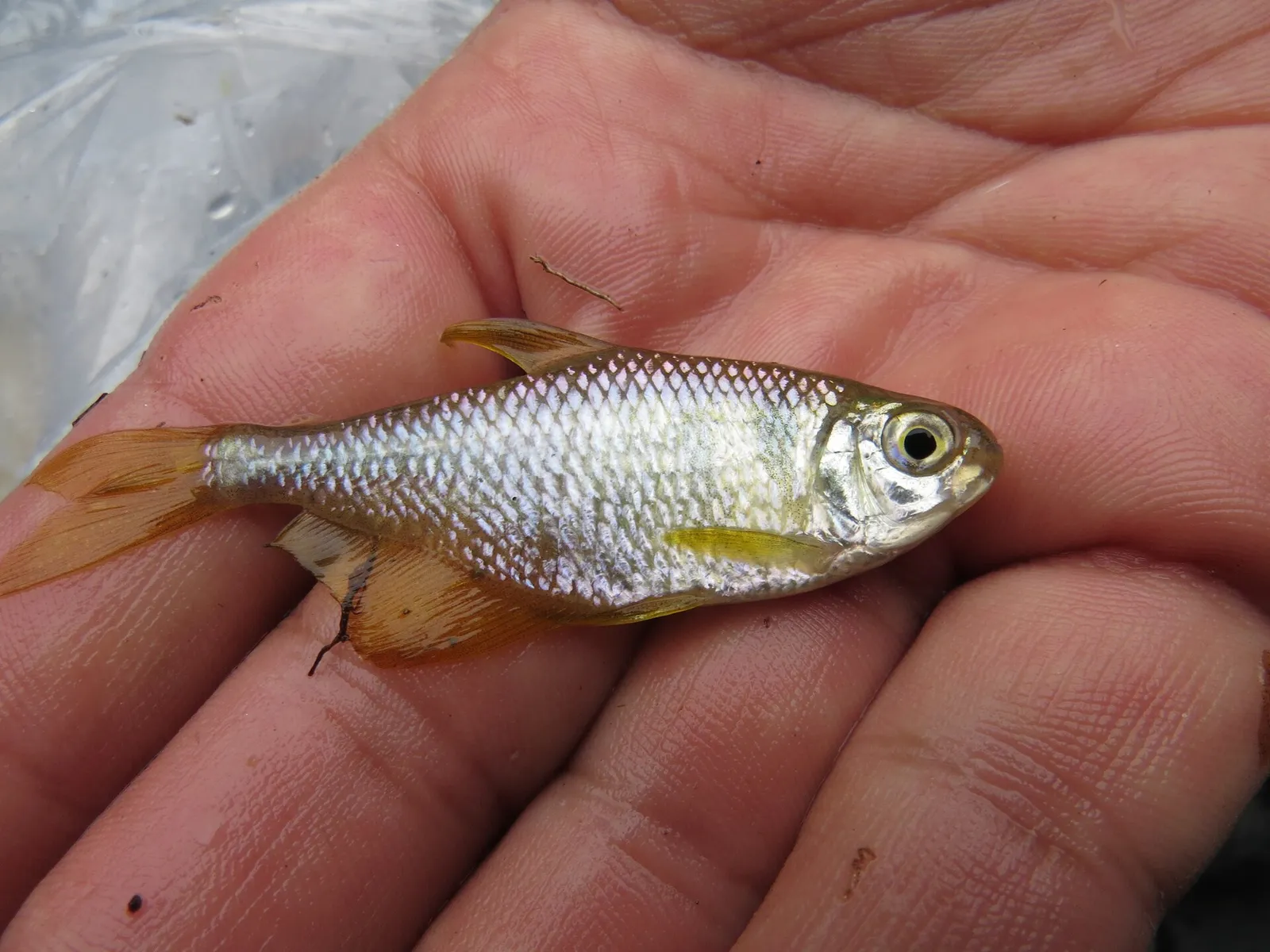 Deuterodon hastatus