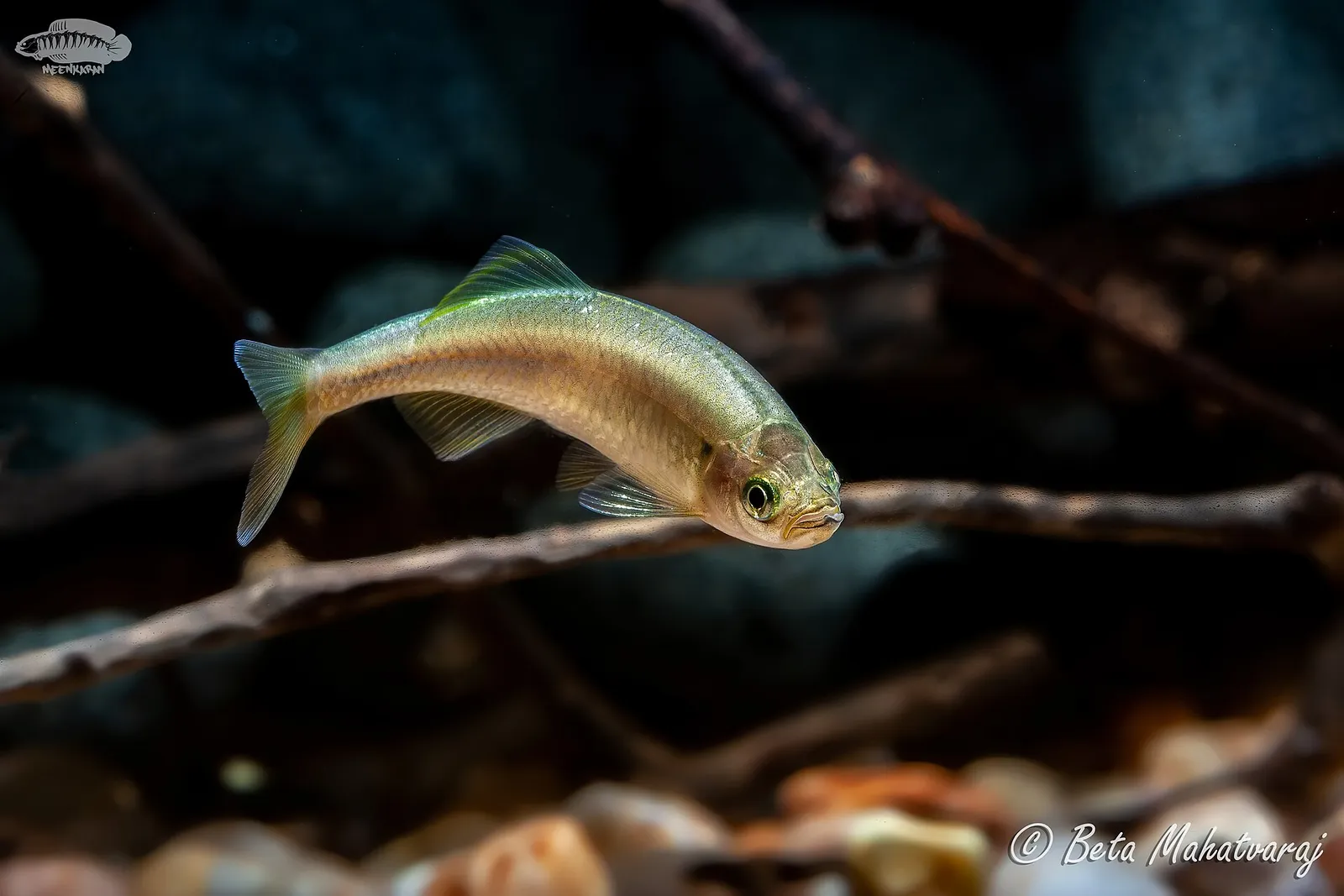 Nilgiri danio (Devario neilgherriensis)