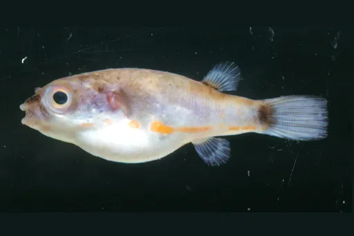 Dichotomyctere erythrotaenia
