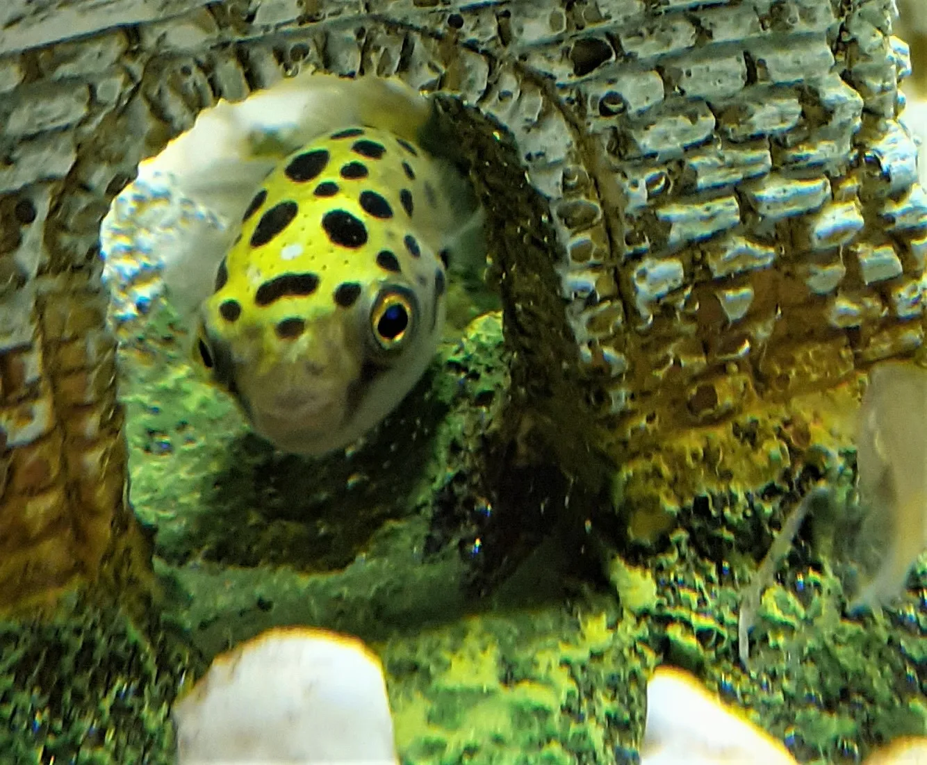Green spotted puffer (Dichotomyctere nigroviridis)