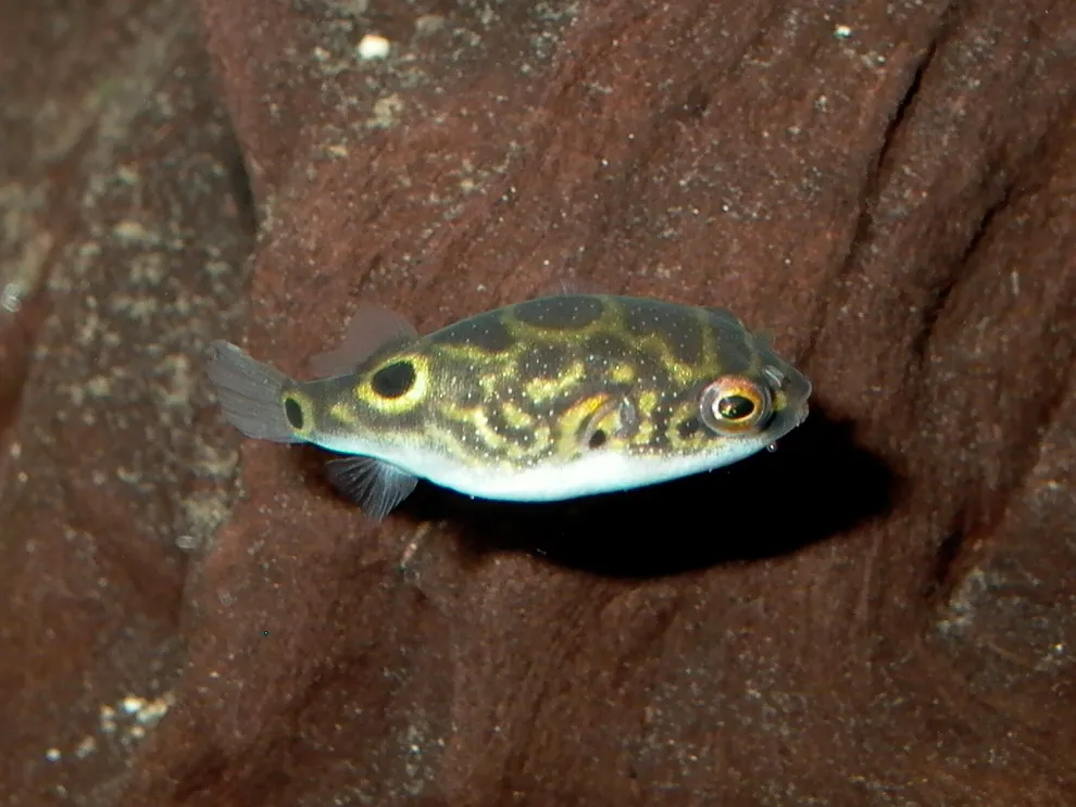 Figure-eight puffer (Dichotomyctere ocellatus)