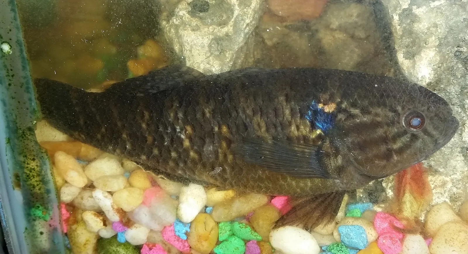 Fat sleeper (Dormitator maculatus)