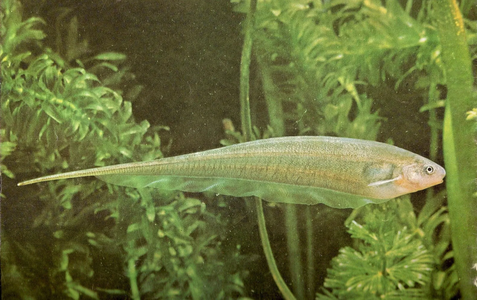 Glass knifefish (Eigenmannia virescens)