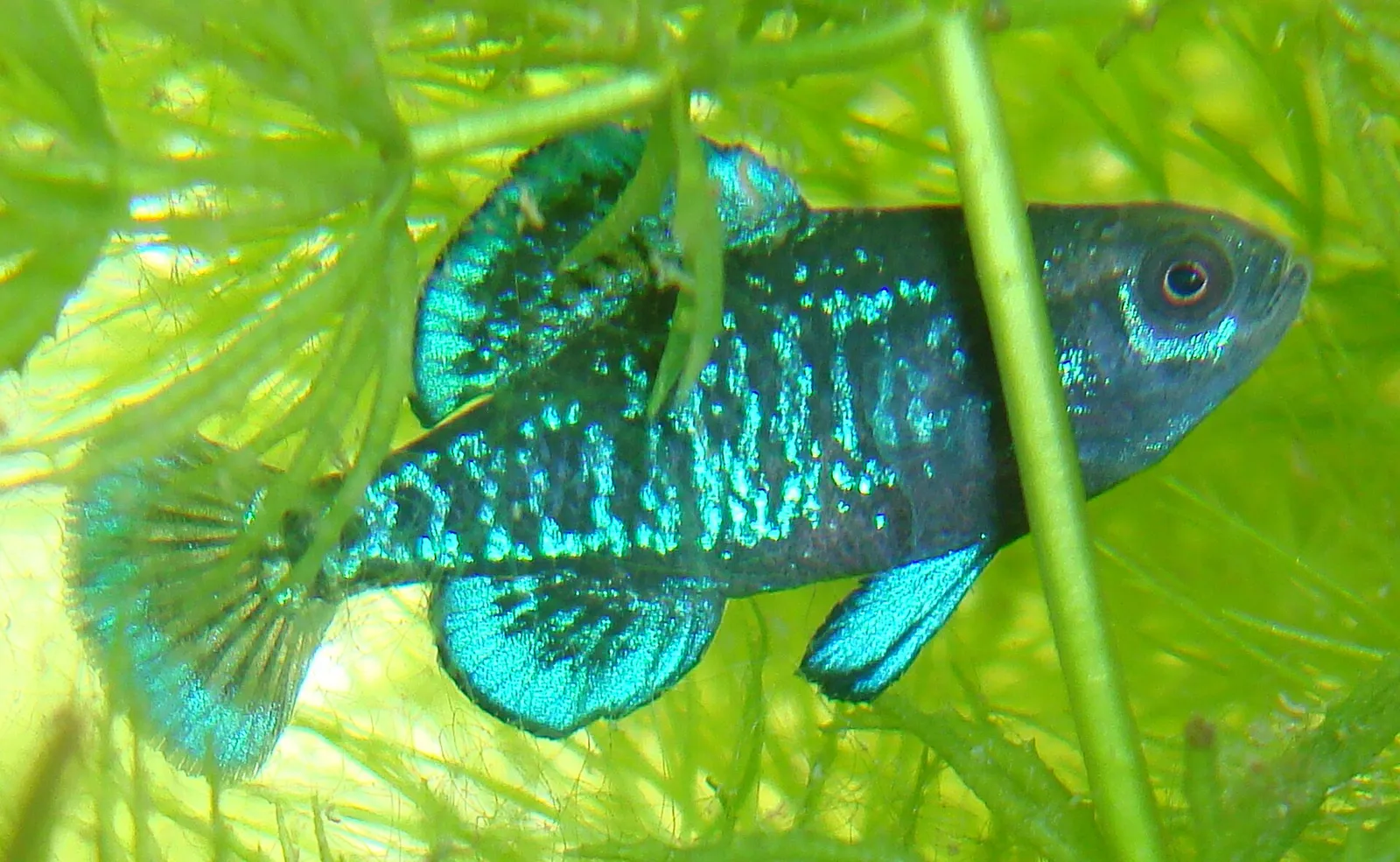 Gulf Coast pygmy sunfish (Elassoma gilberti)