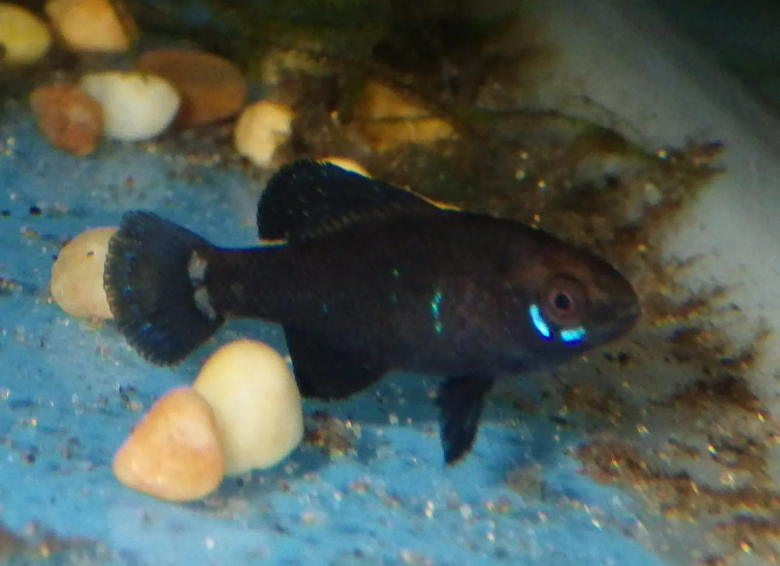 Okefenokee pygmy sunfish (Elassoma okefenokee)