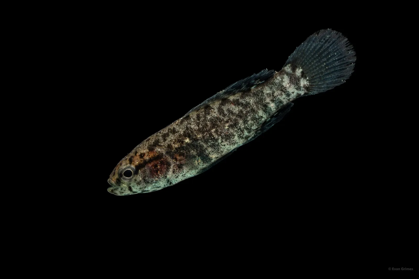 Banded pygmy sunfish (Elassoma zonatum)