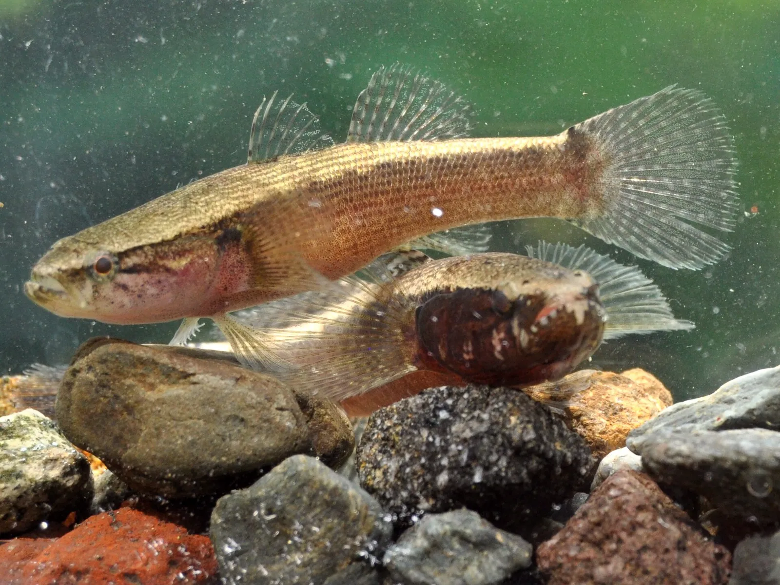 Dusky sleeper (Eleotris fusca)