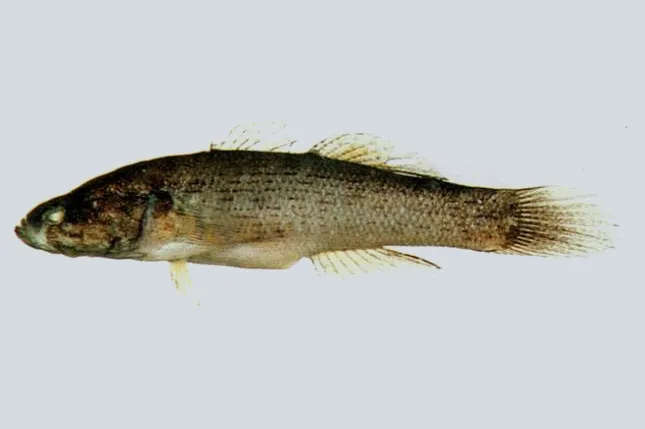 Broadhead sleeper (Eleotris melanosoma)