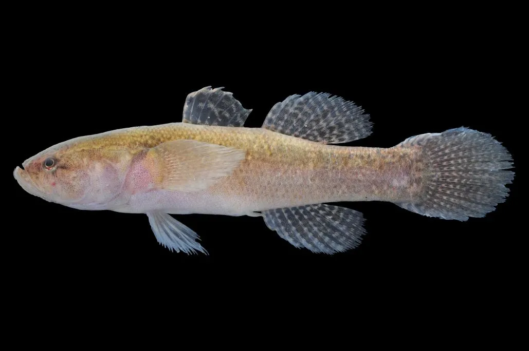 Broadhead sleeper (Eleotris melanosoma)