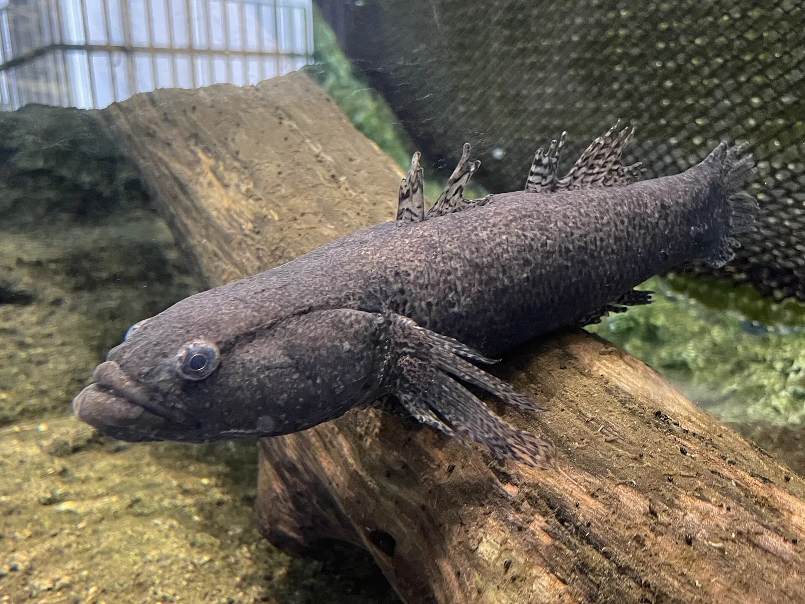 Sharphead sleeper (Eleotris oxycephala)