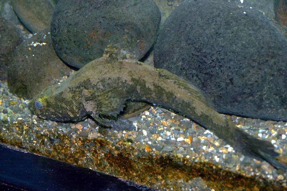 Spotted sleeper (Eleotris picta)
