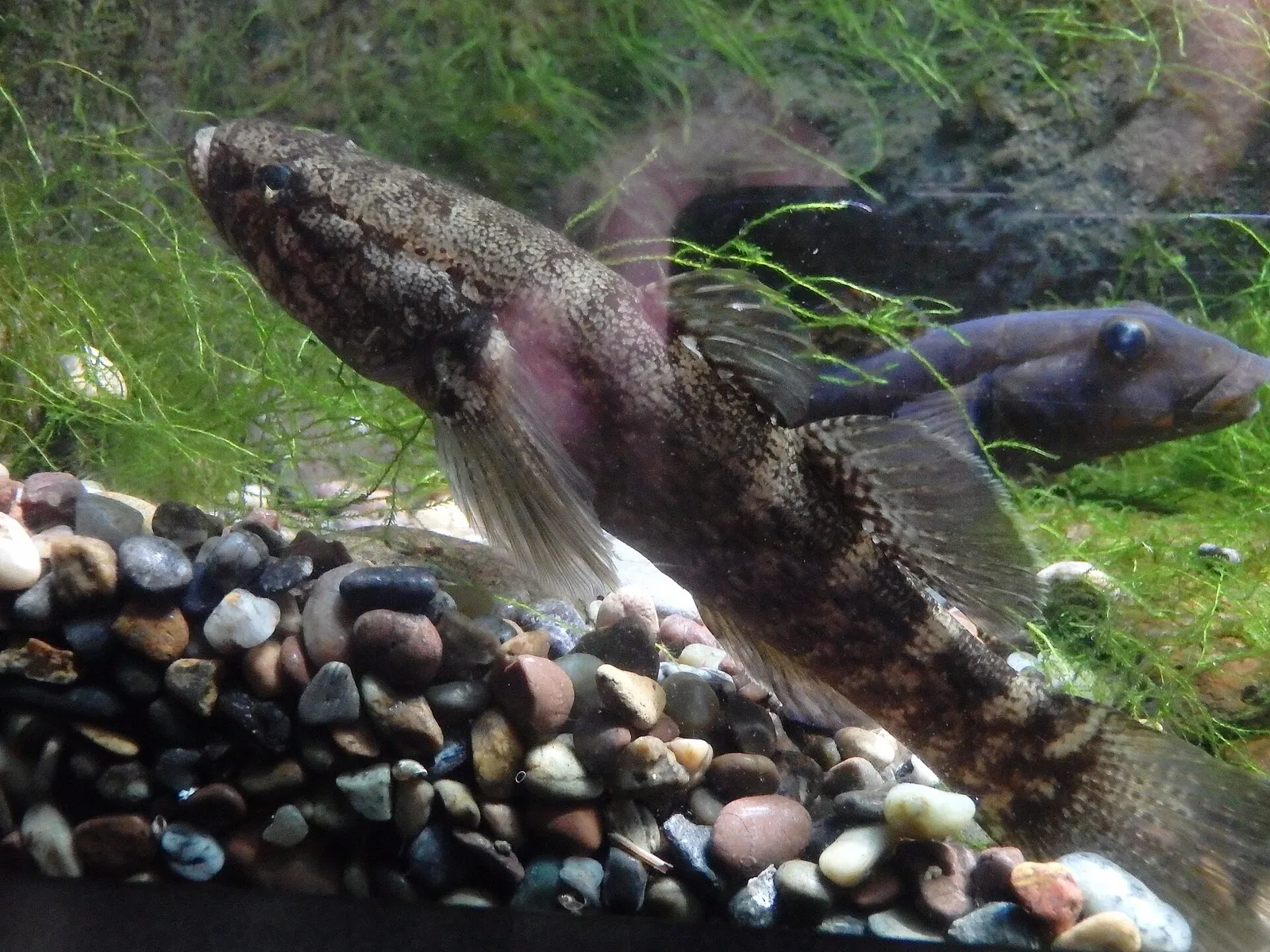 Hawaiian sleeper (Eleotris sandwicensis)