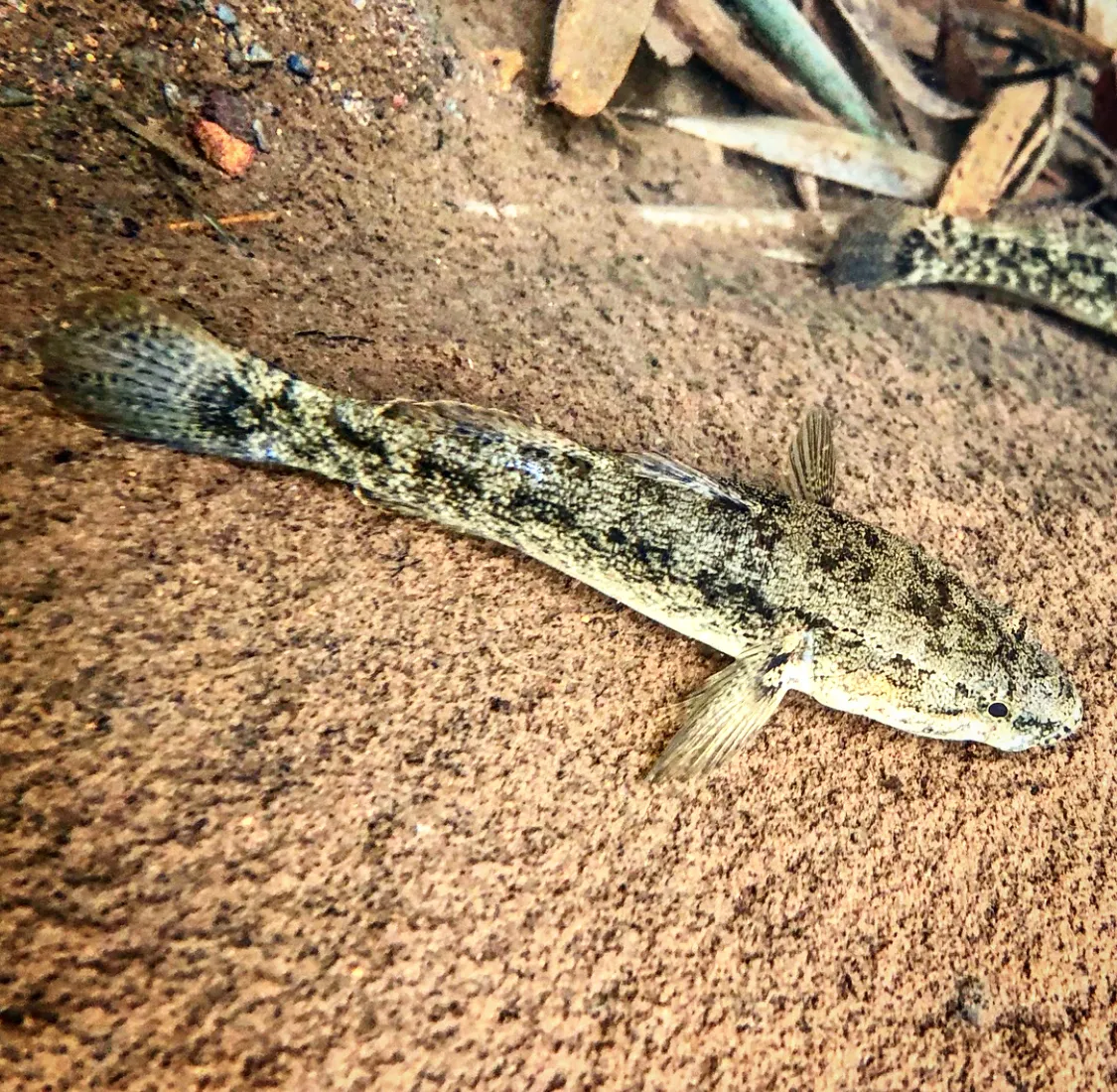Hawaiian sleeper (Eleotris sandwicensis)