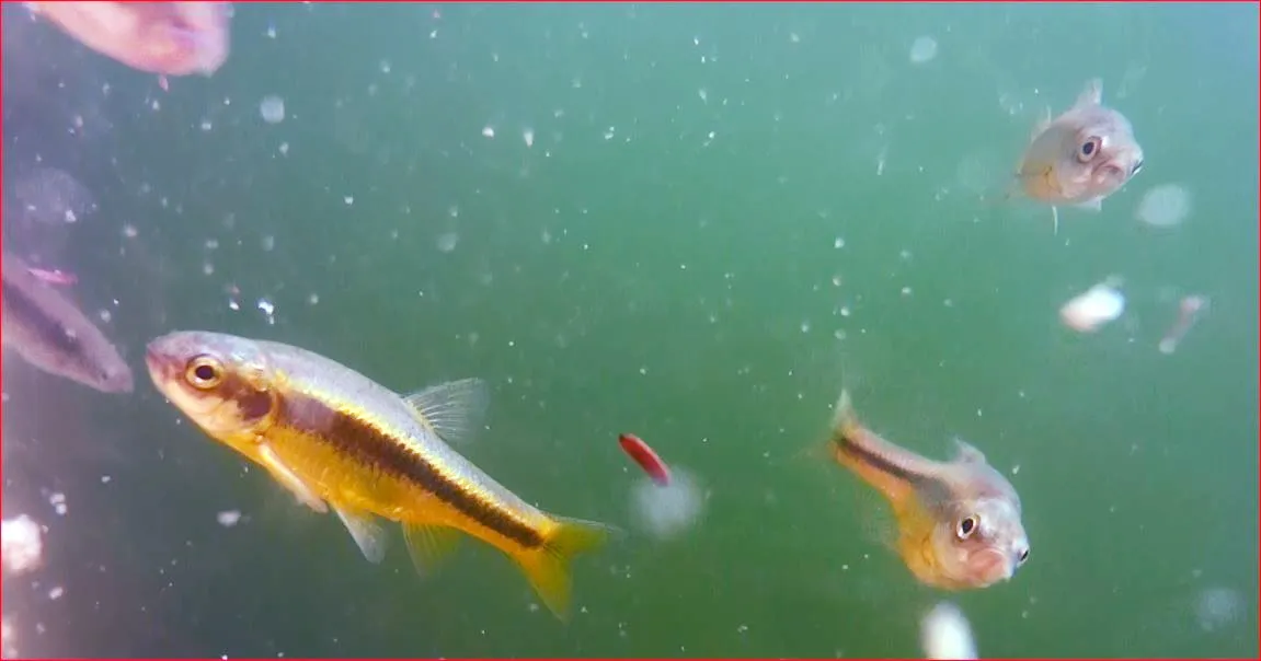 Chubbyhead barb (Enteromius anoplus)
