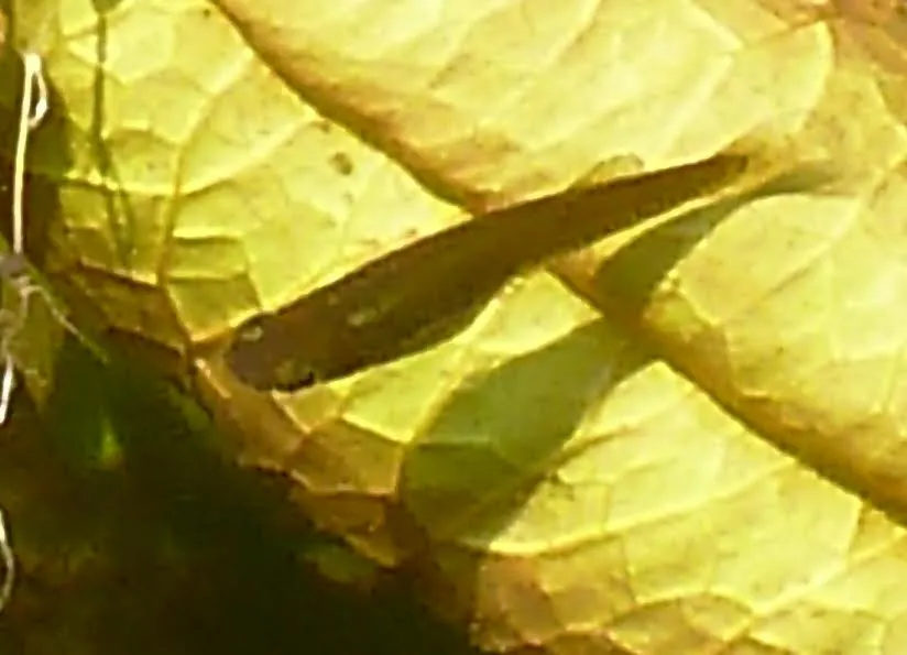 Chubbyhead barb (Enteromius anoplus)