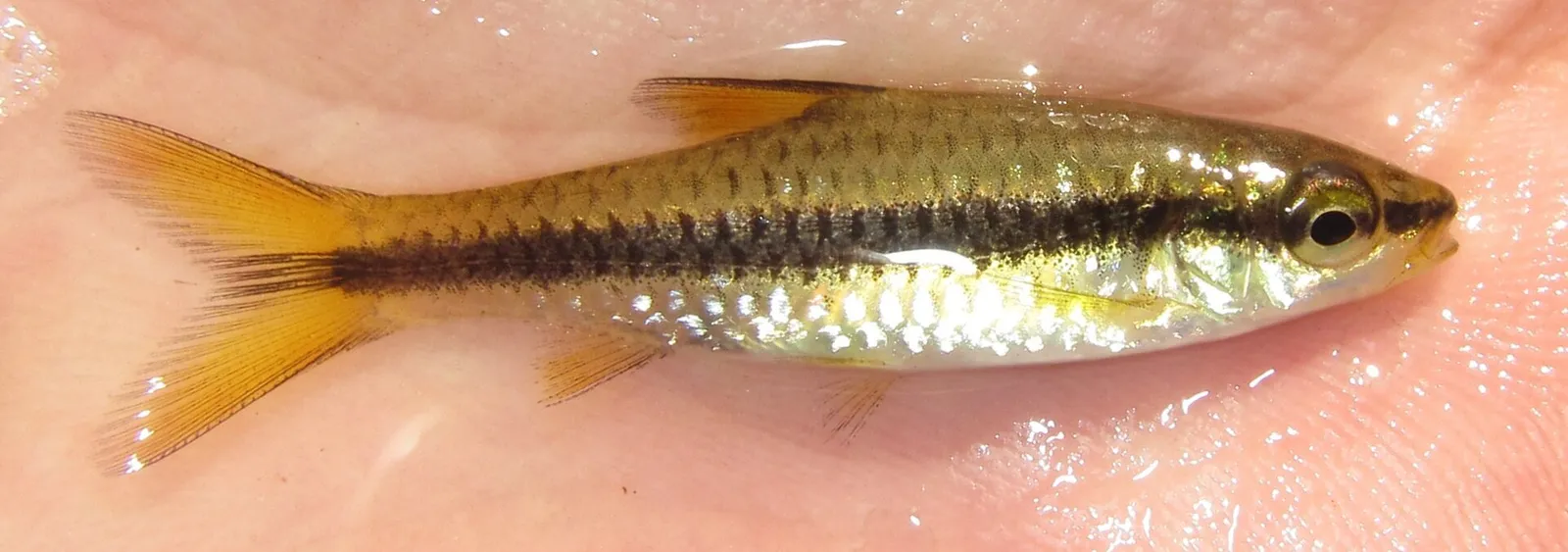 Orangefin barb (Enteromius eutaenia)