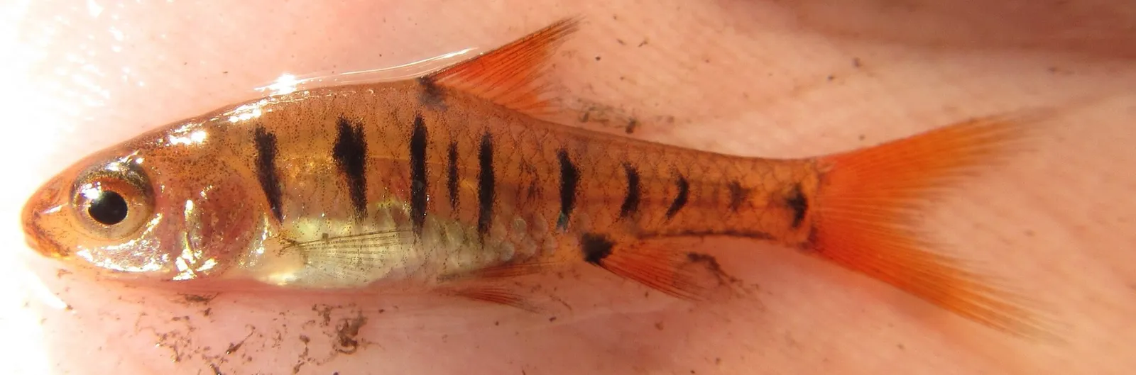 African banded barb (Enteromius fasciolatus)