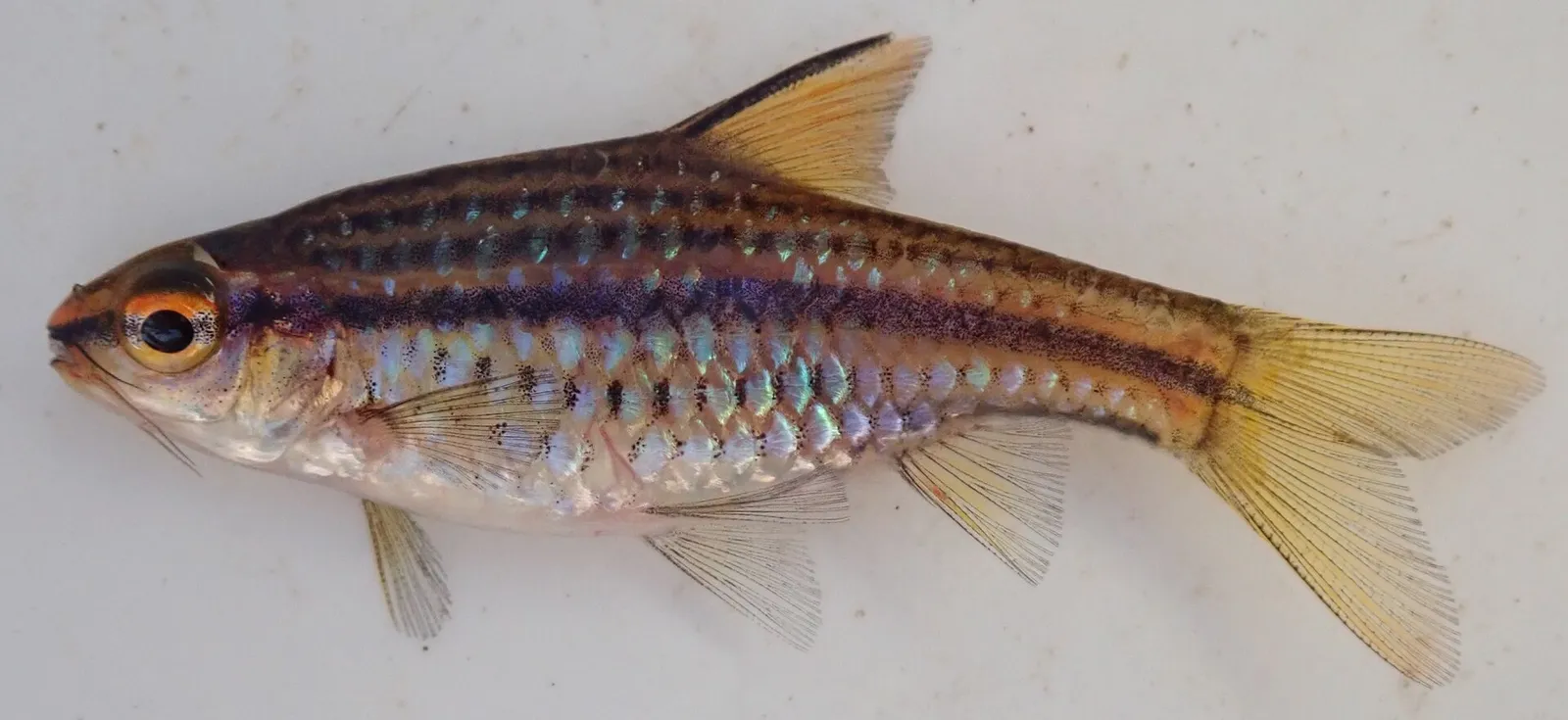 Copperstripe barb (Enteromius multilineatus)