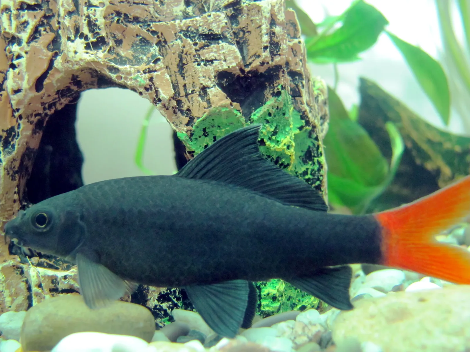 Redtail shark (Epalzeorhynchos bicolor)