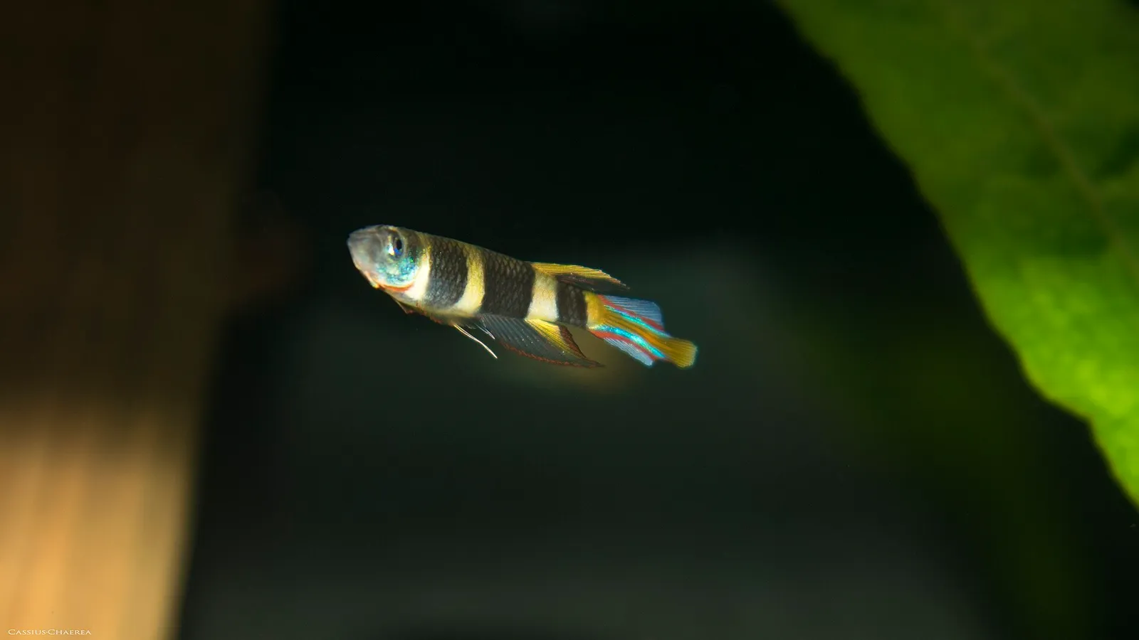 Clown killifish (Epiplatys annulatus)