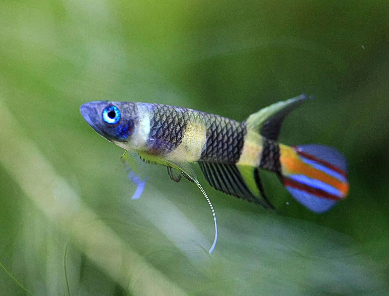 Clown killifish (Epiplatys annulatus)
