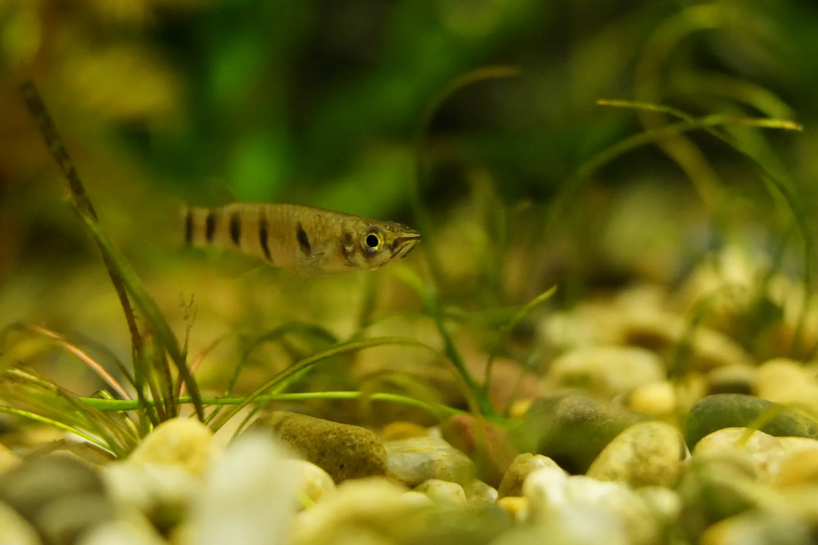 Firemouth panchax (Epiplatys dageti)