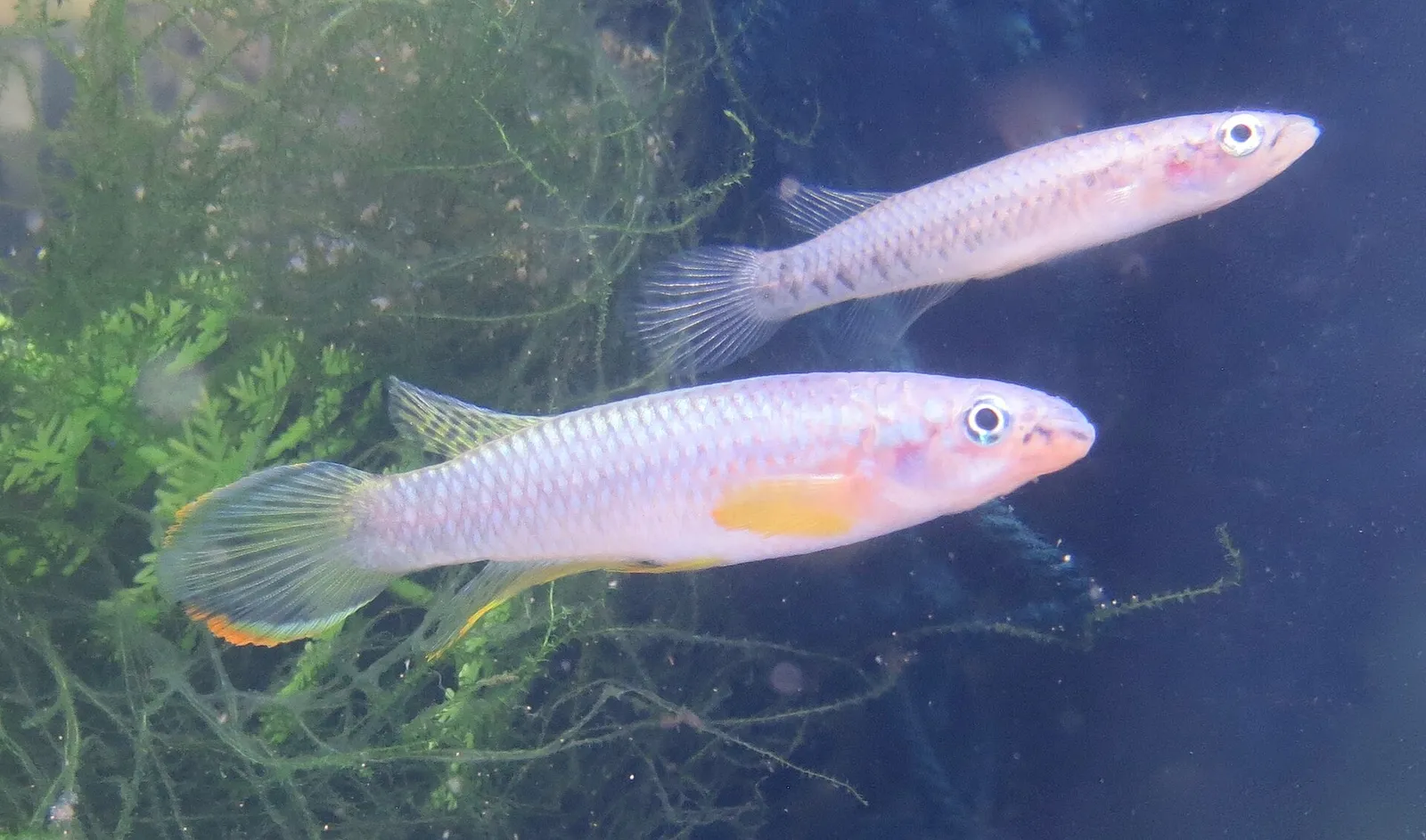 Olbrecht's panchax (Epiplatys olbrechtsi)