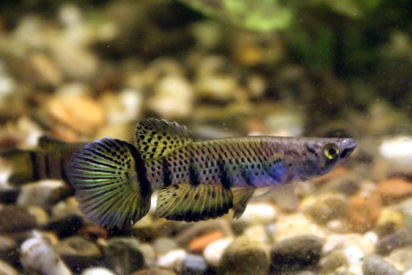 Six-banded panchax (Epiplatys sexfasciatus)