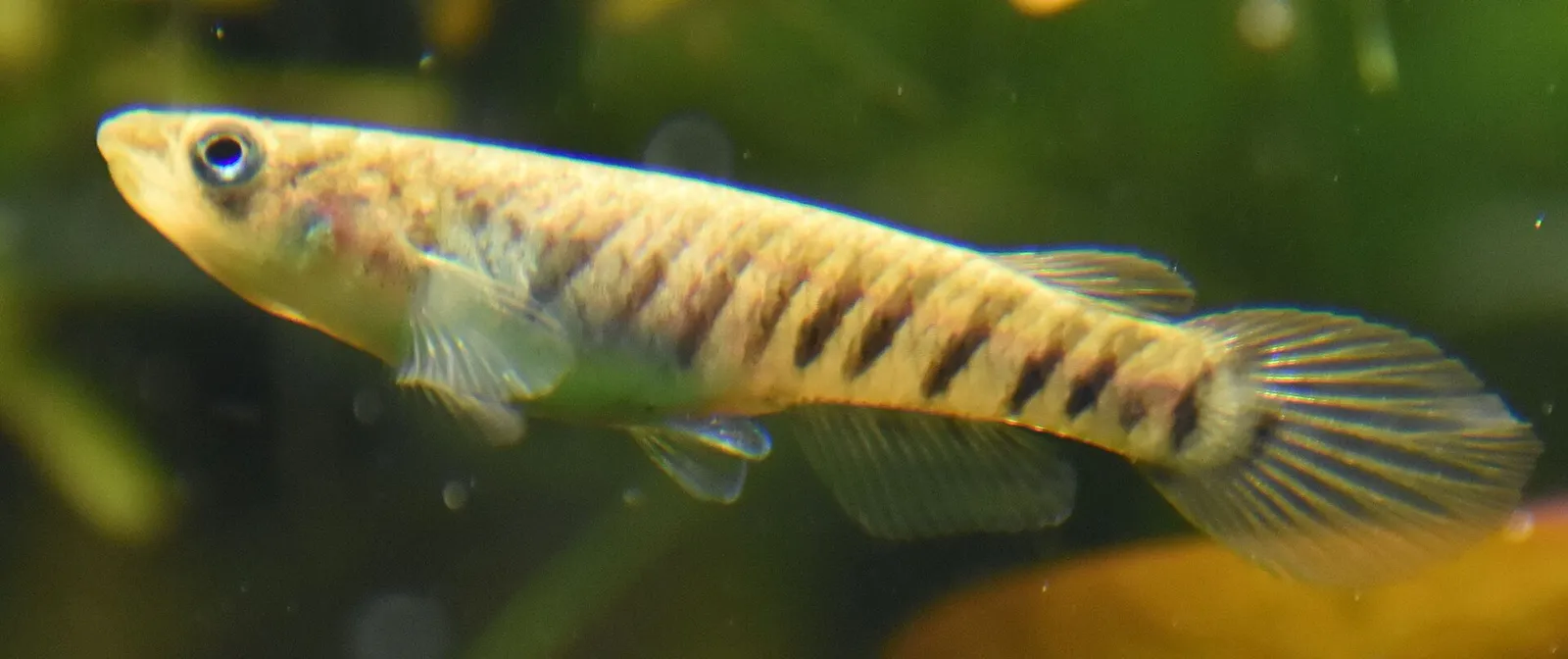 Epiplatys spilargyreius
